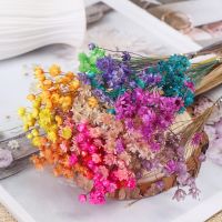 【cw】 30Pcs Dried Flowers Small Star Floral Bouquets Vivid Wedding