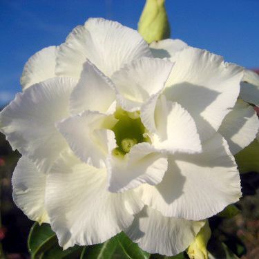 2 เมล็ด เมล็ดพันธุ์ ชวนชม สายพันธุ์ White House สีขาว Bonsai Desert Rose Adenium Seed กุหลาบทะเลทราย ราชินีทะเลทราย บอนไซ มีคู่มือปลูก