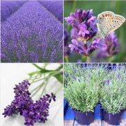 Hạt Giống Hoa Oải Hương tímLavender 100 hạt  Tặng kèm 3 viên nén