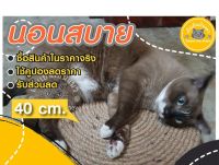 KJ ที่นอนแมว YenyenPenMaewที่ลับเล็บแมว ที่ฝนเล็บแมว   คอนโดแมว ของเล่นแมว ทรงกลม แมว Cat Scratcher 40x7cm ที่นอนหมา เบาะนอนสุนัข เบาะนอนหมา เบาะนอนแมว ที่นอนสัตว์เลี้ยง เตียงหมา เตียงแมว