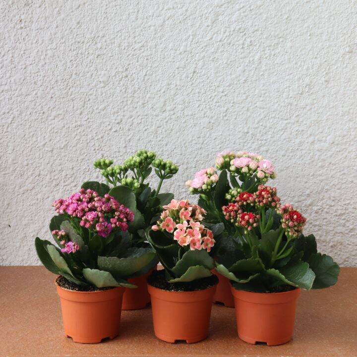 【UP 5 pots bundle】 Cameron Kalanchoe Series 万紫千红 (Free Delivery ...