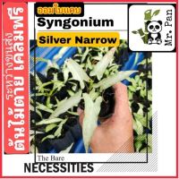 Nadthida Syngonium Silver Narrow เงินไหลมา ใบเเคบ ออมใบเเคบ 1 Nadtida ต้นไม้ตายระหว่างขนส่ง เคลมฟรี