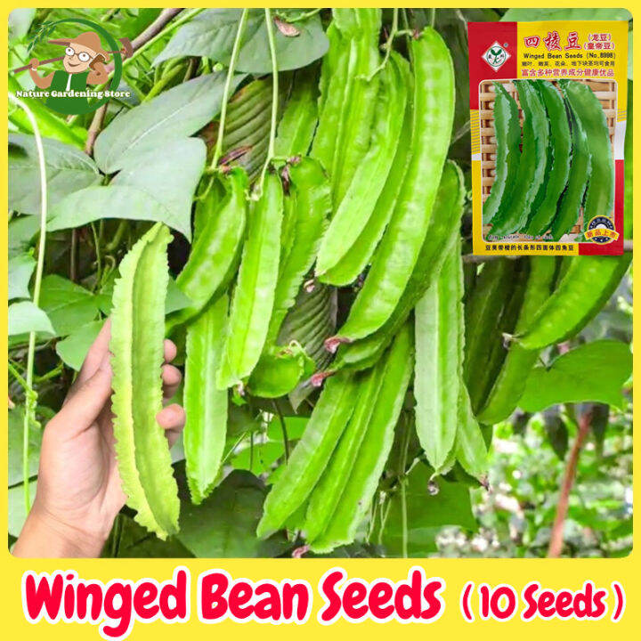 Fresh Organic Winged Bean Seeds Seeds for Planting (10 Seed) High Yield ...