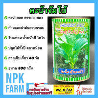 คะน้ายอด คะน้าจัมโบ้ 500 กรัม เมล็ดพันธุ์ คะน้า ลอตใหม่ งอกดี ปลูกง่าย ก้านและลำต้นอวบกรอบ ปลูกง่าย อายุเก็บเกี่ยว 40 วัน ปลูกได้ทุกฤดู