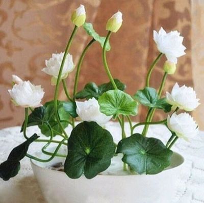 5 เมล็ด เมล็ดบัว ดอกสีขาว ดอกใหญ่ ของแท้ 100% เมล็ดพันธุ์บัวดอกบัว ปลูกบัว เม็ดบัว สวนบัว บัวอ่าง Lotus seeds.