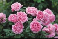 30 เมล็ด เมล็ดพันธุ์ กุหลาบ พันธุ์ Bishops Castle Rose Seeds ดอกใหญ่ นำเข้าจากต่างประเทศ พร้อมคู่มือ เมล็ดสด ใหม่