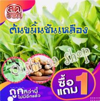 ต้นขมิ้นชัน ขมิ้นเหลือง ขมิ้นอ่อน ต้นพร้อมปลูก ราคาโปรซื้อ1แถม2 (3ต้น/แพ็ค)