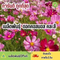 ถูกสุดคุ้ม ดอกคอสมอสคละสี