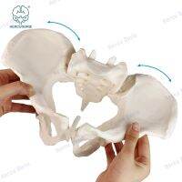 【hot】✎  Scientific female pelvis model MovableElastic cord link size pelvis Human anatomy features hip Sacrum and tailbone