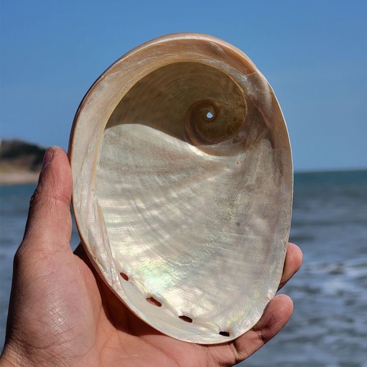 readystock-natural-big-sea-conch-silver-color-shell-new-zealand-fluorescent-abalone-shell-creative-ornament-shooting-ceremony-props-fish-tank-yy