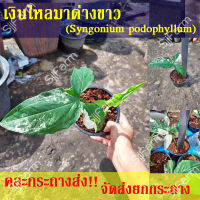 1 กระถาง ต้นเงินไหลมาด่างขาว Syngonium podophyllum คละกระถางส่ง จัดส่งพร้อมกระถาง