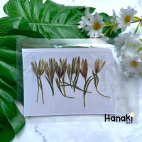 【พร้อมส่ง】ดอกลิลลี่เปรู ดอกลิลลี่เปรูทับแห้ง (Double-Leaf Lily) ดอกไม้ทับแห้ง ดอกไม้จริงทับแห้ง Pressed Flowers?