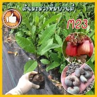 ต้นมะม่วงหิมพานต์ พันธุ์ M23 สูง 25-30 ซม เม็ดใหญ่ โตไว ต้นแข็งแรง (มีขั้นต่ำในการสั่งซื้อ) รับประกันสินค้าเสียหายมีเคลม