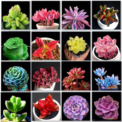 HOT** New โปร ลดสุด 70% กุหลา บอนสี Succulent Plant Seeds Mix Seeds ไม้อวบน้ำ ต้นไม้มงคล ต้นไม้ฟอกอากาศ คุณนายตื่นสาย ส่งด่วน พรรณ ไม้ น้ำ พรรณ ไม้ ทุก ชนิด พรรณ ไม้ น้ำ สวยงาม พรรณ ไม้ มงคล