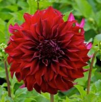 1 หัว/ออเดอร์ รักเร่ Dahlia Bulb สายพันธุ์ Spartacus หัวรักเร่ ดอกไม้ หัวหน่อ เหง้า นำเข้า เนเธอร์แลน หัวสดใหม่