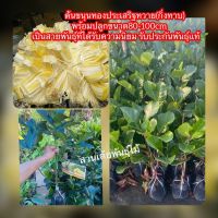 ( Promotion+++) คุ้มที่สุด ต้นขนุนทองประเสริฐทวาย(กิ่งทาบ)พร้อมปลูกขนาด80-100cm เป็นสายพันธุ์ที่ได้รับความนิยม รับประกันพันธุ์เเท้ ราคาดี พรรณ ไม้ น้ำ พรรณ ไม้ ทุก ชนิด พรรณ ไม้ น้ำ สวยงาม พรรณ ไม้ มงคล