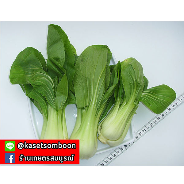 เมล็ดพันธุ์ผัก-เมล็ดกวางตุ้ง-ฮ่องเต้-เจียไต๋-pak-choy-seed-ผักฉ่อย-บรรจุ-2140-เมล็ด-ซอง-ขนาด-15-บาท-ตรา-เครื่องบิน