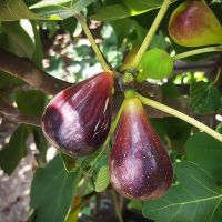 10 เมล็ด เมล็ดมะเดื่อฝรั่ง Figs สายพันธุ์ Black Italian ของแท้ 100% มะเดื่อฝรั่ง หรือ ลูกฟิก (Fig) อัตราการงอก 70-80% Figs seed