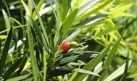 ขายส่ง 100 เมล็ด เมล็ดสนใบพาย สนใบพาย Podocarpus polystachyus หลิวอรหันต์ สนจักรพรรดิ์ หลิวไต้หวัน สนประดิพัทธ์ สนใบเล็ก พญาไม้ใบเล็ก