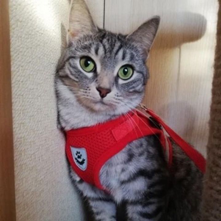 cat-dog-harness-เสื้อกั๊กปรับได้เดินสายจูงสำหรับลูกสุนัขสุนัขปลอกคอตาข่ายสำหรับสุนัขขนาดกลางขนาดเล็ก-cat-accessories