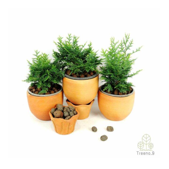 woww-สุดคุ้ม-t307-สนฮิโนกิแบบพุ่ม-hinoki-cypress-กระถาง-6-นิ้ว-สูง-20-25-cm-ต้นไม้ประดับแนวญี่ปุ่น-นำไปดัดเป็นสนบอนไซก็ได้-ราคาโปร-พรรณ-ไม้-น้ำ-พรรณ-ไม้-ทุก-ชนิด-พรรณ-ไม้-น้ำ-สวยงาม-พรรณ-ไม้-มงคล