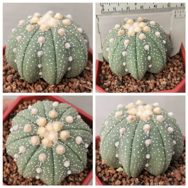 แอสโตร-เว้า-ขนาดใหญ่-แคสตัส-castus-astrophytum-แอสโตร-แอสโตร-ไ-ฟตั้-ม-แอสโตรไฟตัม-กระบองเพชร-แอสโตรวี-super