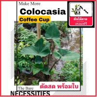 Nadthida Colocasia Coffee Cup ตัดสด พร้อมใบ โคโลคาเซีย คอฟฟี่คับ Nadtida ต้นไม้ตายระหว่างขนส่ง เคลมฟรี