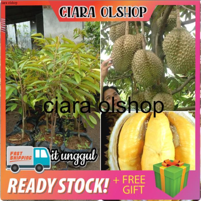 Bibit Buah Durian Musangking Super Lazada Indonesia