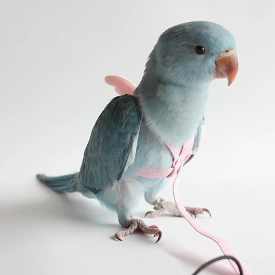 （PAPI PET）ชุดอานและสายรั้งนกแก้ว,เชือกฝึกซ้อมบินกลางแจ้งปรับได้มีปีกสำหรับนกขนาดเล็กกลางนกคอกคาทีล
