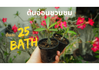 ต้นชวนชม (ต้นอ่อน สูงประมาณ 5-10 ซม.)