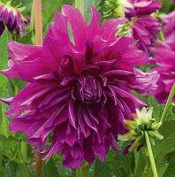 1 หัว/ออเดอร์ รักเร่ Dahlia rhizome สายพันธุ์ Purple Plate หัวรักเร่ ดอกไม้ หัวหน่อ นำเข้า เหง้า เนเธอร์แลน หัวสดใหม่