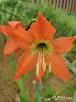 2 หัวว่าน ว่านสี่ทิศ Amaryllis ว่านสี่ทิศพื้นเมือง สีส้ม ไข่ดาว 18-22 ซม หัวขนาดใหญ่ ปลูกติดทุกหัว.