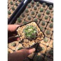 โปรโมชั่น ช้าง coryphantha elephantidens กระบองเพชร แคคตัส ราคาถูก  แคคตัส กระบองเพรช ตะบองเพรช ไม้จิ๋ว ไม้ตั้งโต๊ะทำงาน ไม้ประดับ ไม้มงคล ไม้ดอก