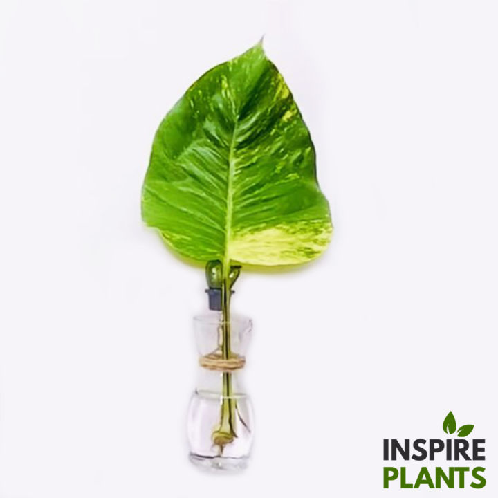 inspire-plants-พลูด่างยักษ์-giant-golden-pothos-ใบสวยมาก-มีทั้งแบบกิ่ง-ต้นใบเล็ก-ต้นใบใหญ่-เลื้อยยิ่งสูงยิ่งใบใหญ่และฉีก