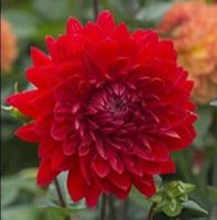 1 เหง้า/ชุด รักเร่ Dahlia สายพันธุ์ GARDEN WONDER หัวรักเร่ ดอกไม้ หัวหน่อ เหง้า นำเข้า เนเธอร์แลน หัวสดใหม่