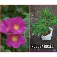 โปรโมชั่น+++++ กุหลาบ rugosa roses ดอกสวยงามมาก มีเสน่ ราคาดี ต้นไม้ ฟอก อากาศ กระถาง ต้นไม้ ไม้ ประดับ ต้นไม้ ปลูก ใน บ้าน