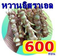 พันธุ์หญ้าหวานอิสราเอล600ท่อน ท่อนแก่ได้อายุ เกิดทุกท่อน แตกทุกข้อตา