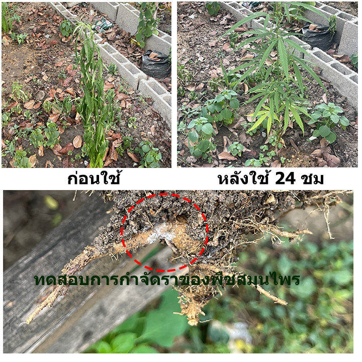 หัวเชื้อ-เชื้อไตรโคเดอร์ม่า-trichoderma-แบบน้ำ-พร้อมใช้