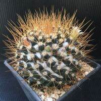 เมล็ดพันธุ์ แมมนิโวซ่า mammillaria nivosa 30 เมล็ด กระบองเพชร cactus M.Nivoza นีโวซ่า