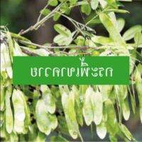 50 เมล็ด เมล็ดพันธุ์ กระพี้เขาควาย Burma Black Wood เก็ดเขาควาย เก็ดแดง กำพี้ เก็ดดำ แดงดง มะขามป่า