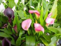 20 เมล็ดพันธุ์ ต้นคาลล่าลิลลี่ คาลล่า ลิลลี่ (Calla Lily) เป็นดอกไม้ ที่แทนสัญลักษณ์แห่งความรัก อัตราการงอก 80-85%