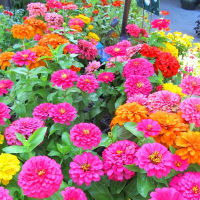 เมล็ดพันธุ์ ดอกบานชื่นคละสี 100 เมล็ด Mixed Zinnia Flower Seed เมล็ดพันธุ์แท้ ปลูกผัก สวนครัว ถูกดี ต้นไม้ ต้นไม้ประดับ พันธุ์ดอกไม้ เมล็ดดอกไม้ ต้นไม้จิ๋วจริง ต้นไม้ฟอกอากาศ เมล็ดพันดอกไม้