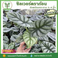 อโลคาเซีย ซิลเวอร์ดราก้อน alocasia silver dragon ส่งพร้อมกระถาง 3-4.5 นิ้ว ต้นไม้สวย