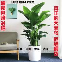 [COD] Net red green plant bird of paradise large-scale potted is easy to live and raise indoor living room office strelitzia