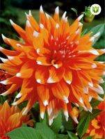 20 เมล็ดพันธุ์ รักเร่ Dahlia Seeds สายพันธุ์ ORANGE N SNOW สีส้ม รักเร่ รักแรกพบ ดอกไม้แห่งมิตรภาพ ความรักเริ่มต้น เพาะเลี้ยงง่าย ตั้งโต๊ะทำงาน