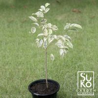 ?สินค้าขายดี? ต้นไทรด่าง | ต้นไทรย้อยใบแหลมด่าง (FICUS BENJAMINA L.VARIEGATA) | 40 - 50 ชม. | ต้นไม้ฟอกอากาศ | ไม้ประดับ | ขายในถุง