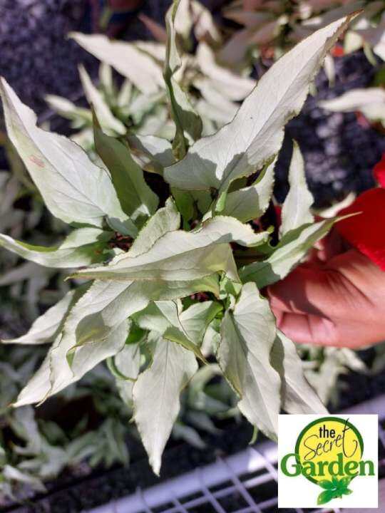 Syngonium Silver Pearl (Rare) with FREE plastic pot, and garden soil