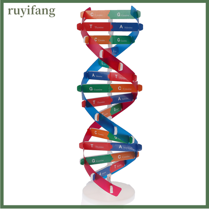 ruyifang-human-genes-dna-รุ่น-double-helix-ของเล่นวิทยาศาสตร์การสอนการเรียนรู้ของเล่นการศึกษา