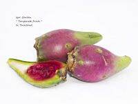 กระบองเพชรหรือพริกลี่แพร์ พันธุ์ ฮูมิฟูซ่า (Prickly Pear Humifusa) "  (ขนาดแพดประมาณ 20-25ซม.)