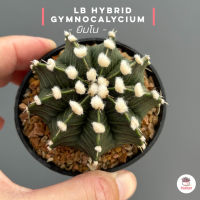 ยิมโน LB Hybrid Gymnocalycium แคคตัส กระบองเพชร cactus&amp;succulent